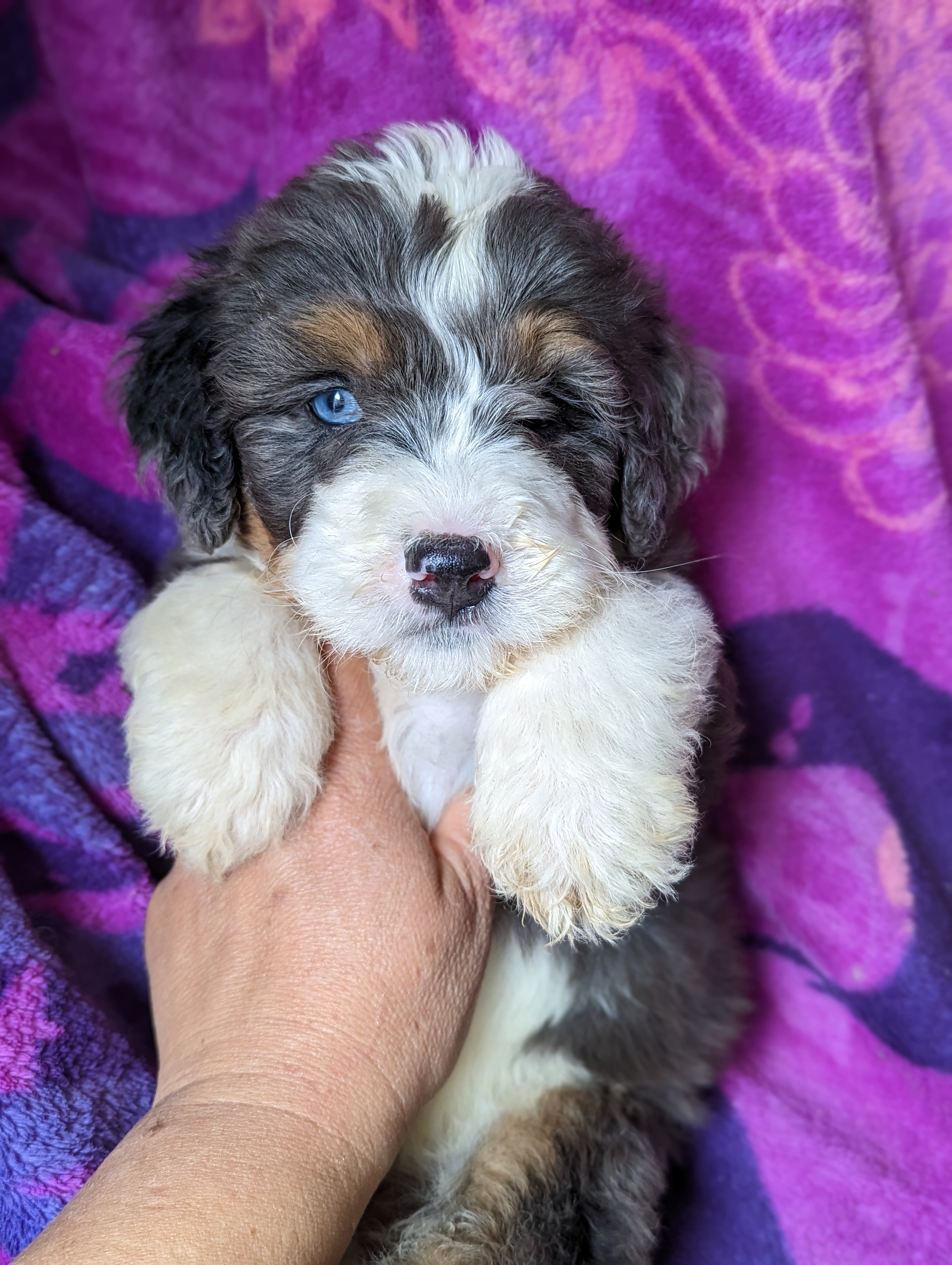 AZ Oasis Bernedoodles – Gorgeous tricolored, merle and sable